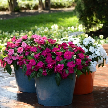 Impatiens hawkeri 'Violet' 