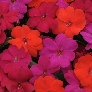 Impatiens hawkeri Divine™ 'Voodoo Mix'