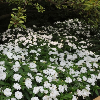 Impatiens hawkeri 'White' 