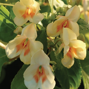 Impatiens Fusion™ 'Yellow Glow' (135969)