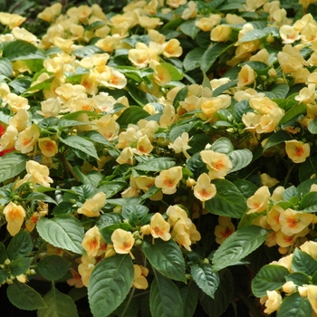 Impatiens Fusion™ 'Yellow Glow'