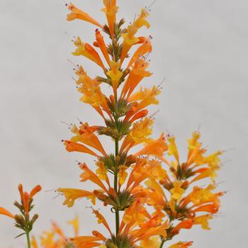 Agastache 'Orange' 