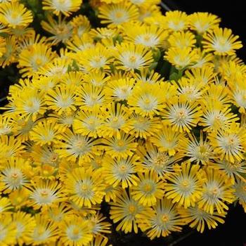 Delosperma 'Banana Blast' 