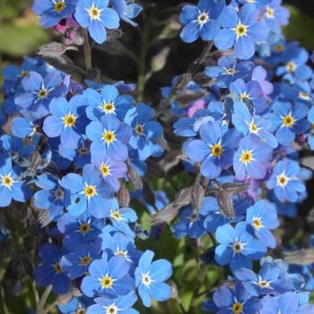 Myosotis sylvatica 'Bluesylva' 