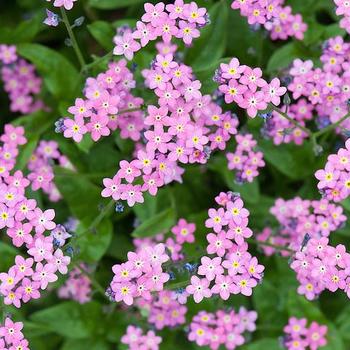 Myosotis sylvatica 'Rosylva' 