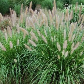 Pennisetum alopecuroides 'Etouffee™' 