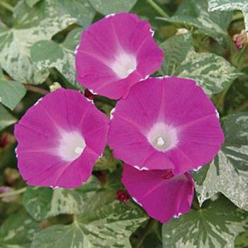 Ipomoea 'Cameo Elegance' 