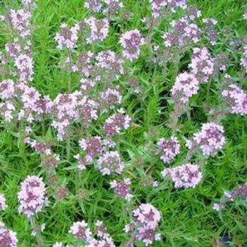 Thymus 'Spicy Orange' 
