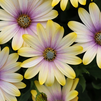 Osteospermum 'Shadow Yellow' 