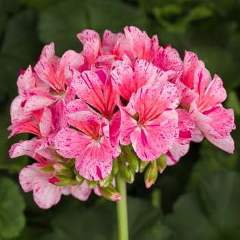 Pelargonium x hortorum 'Mosaic Purple' 