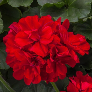 Pelargonium 'Dark Red' 