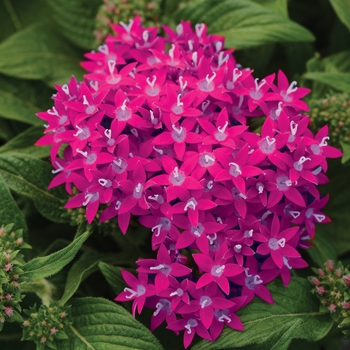 Pentas lanceolata 'Raspberry' 