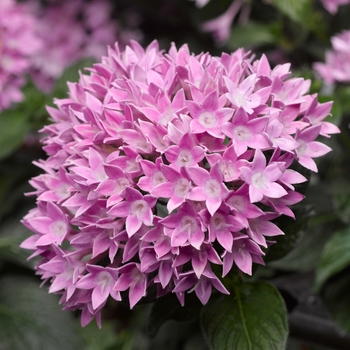 Pentas lanceolata 'Lavender' 