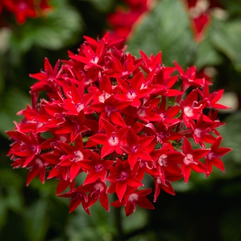 Pentas lanceolata 'Red Improved' 