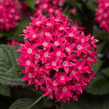 Pentas lanceolata 'Rose' 