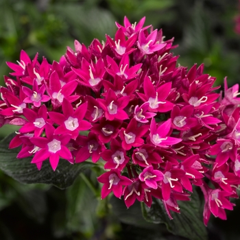 Pentas lanceolata 'Violet' 