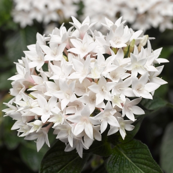 Pentas lanceolata 'White Improved' 