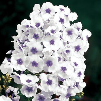 Phlox paniculata 'Blue Ice' 