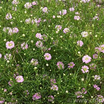 Gypsophila muralis 'Gypsy Pink' 