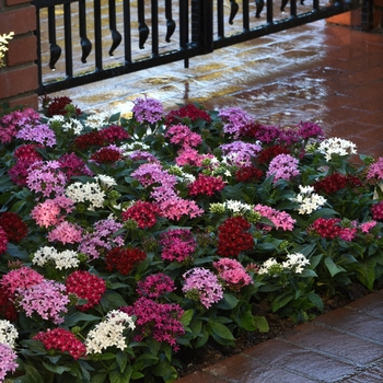 Pentas lanceolata 'Mixture' 