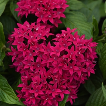 Pentas lanceolata 'Lipstick' 