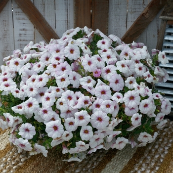 Petchoa SuperCal® 'Snowberry'