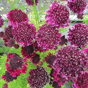 Scabiosa grandiflora 'Summer Nights' 