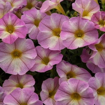 Petchoa SuperCal® 'Lavender Star'