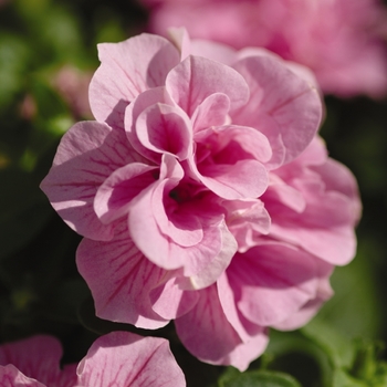 Petunia 'Pink Spreading' 