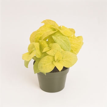 Coleus scutellarioides 'Golden' 