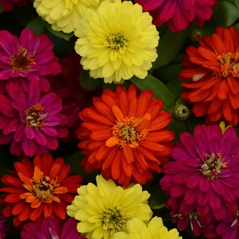 Zinnia marylandica Double Zahara™ 'Brilliant Mixture'