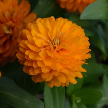 Zinnia marylandica Double Zahara™ Bright Orange