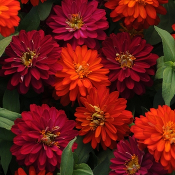 Zinnia marylandica Double Zahara™ 'Duo Mix'