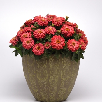 Zinnia marylandica Double Zahara™ 'Salmon'