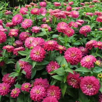 Zinnia marylandica Double Zahara™ 'Strawberry'