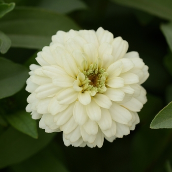 Zinnia marylandica Double Zahara™ 'White'