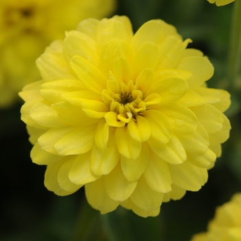 Zinnia marylandica Double Zahara™ 'Yellow'
