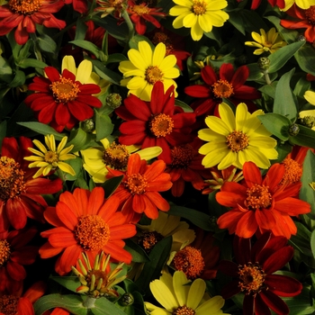 Zinnia marylandica Zahara® 'Bonfire Mix'