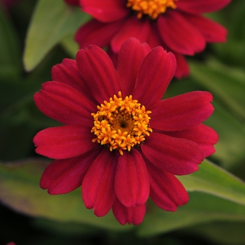 Zinnia marylandica 'Cherry' 