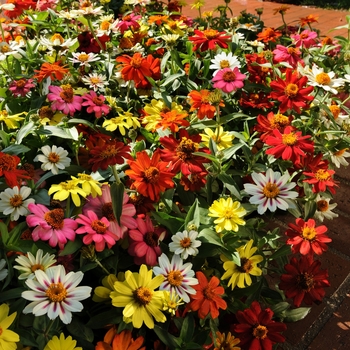 Zinnia marylandica 'Mix' 