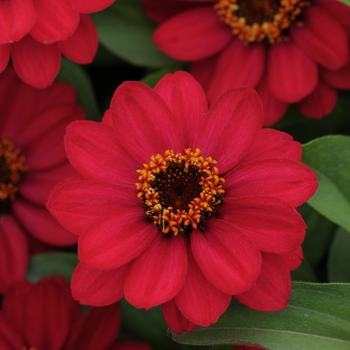 Zinnia marylandica Zahara® 'Raspberry'