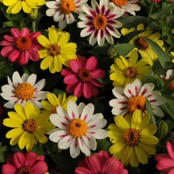 Zinnia marylandica Zahara® 'Raspberry Lemonade Mix'