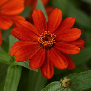 Zinnia marylandica 'Red' 