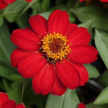 Zinnia marylandica 'Scarlet' 