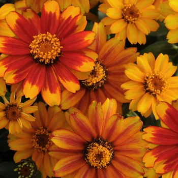 Zinnia marylandica Zahara™ 'Sunburst'