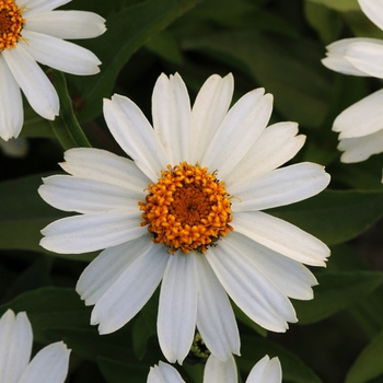 Zinnia marylandica Zahara® 'White'