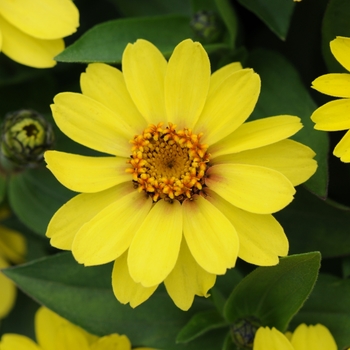 Zinnia marylandica Zahara® 'Yellow Improved'