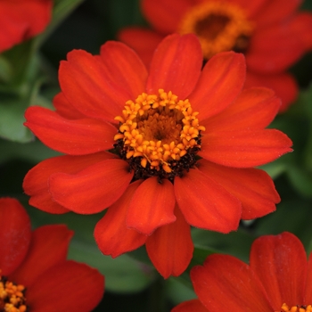 Zinnia marylandica Zahara® XL 'Fire'