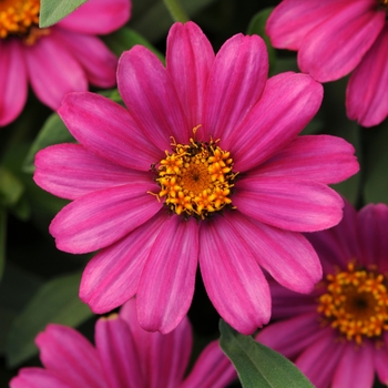 Zinnia marylandica Zahara® XL 'Pink'