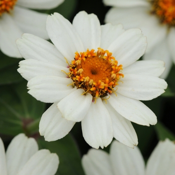 Zinnia marylandica 'White' 